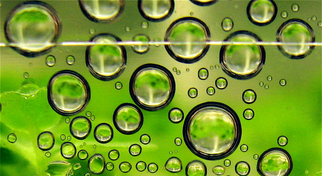 Darling Ingredients Shares Slide Amid Biofuel Policy Uncertainty