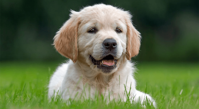 Wag! Group Shares Crash After Nasdaq Delisting Announcement