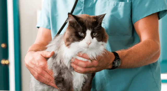 Inspire Veterinary Partners Stock Declines 2% Following $10 Million Convertible Offering