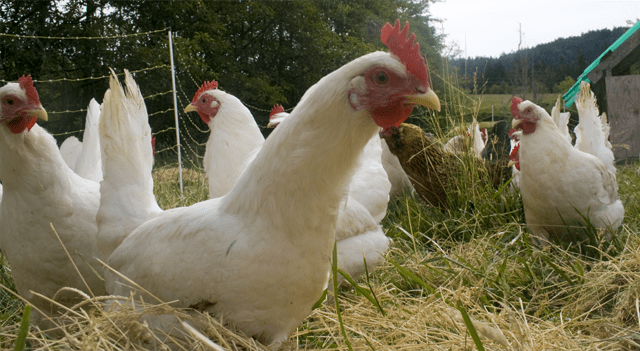 Tyson Foods Shares Gain After Strong Q4 Earnings Beat and Profit Growth