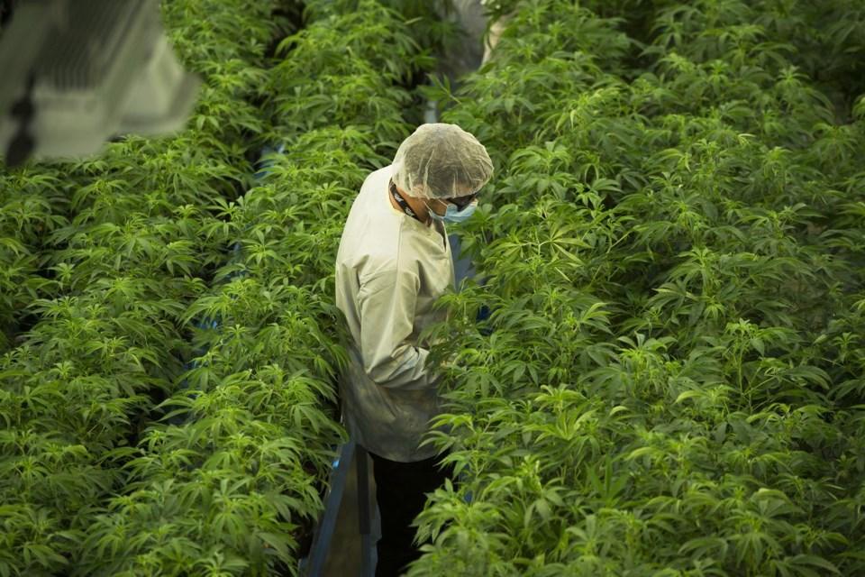 Canopy Growth (CGC) Stock Climbs on Reports of Federal Cannabis Rescheduling