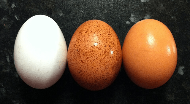 Vital Farms delivers robust 2025 performance and unveils $100M share buyback