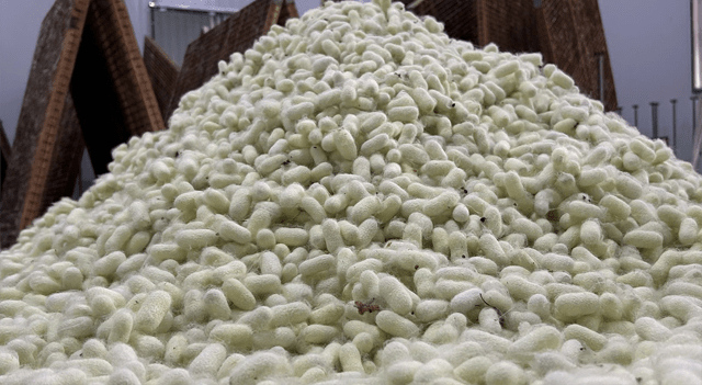 Kraig Biocraft (KBLB) Spider Silk Production Milestone Signals Progress Toward Commercialization