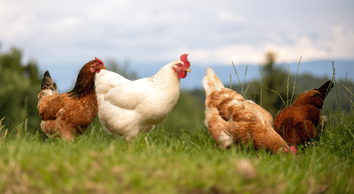 Tyson Foods Misses Third-Quarter Expectations and Cuts Full-Year Outlook