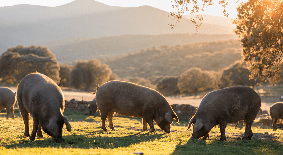 Smithfield Foods Lowers FY2026 Sales Outlook as Q3 Revenue Declines 8.3% to $3.4 Billion