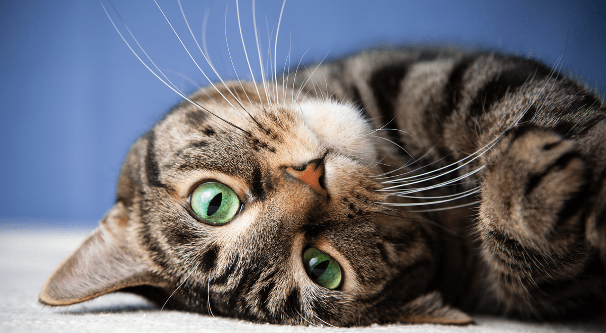 Chewy Q2 earnings meet estimates as company raises full-year outlook