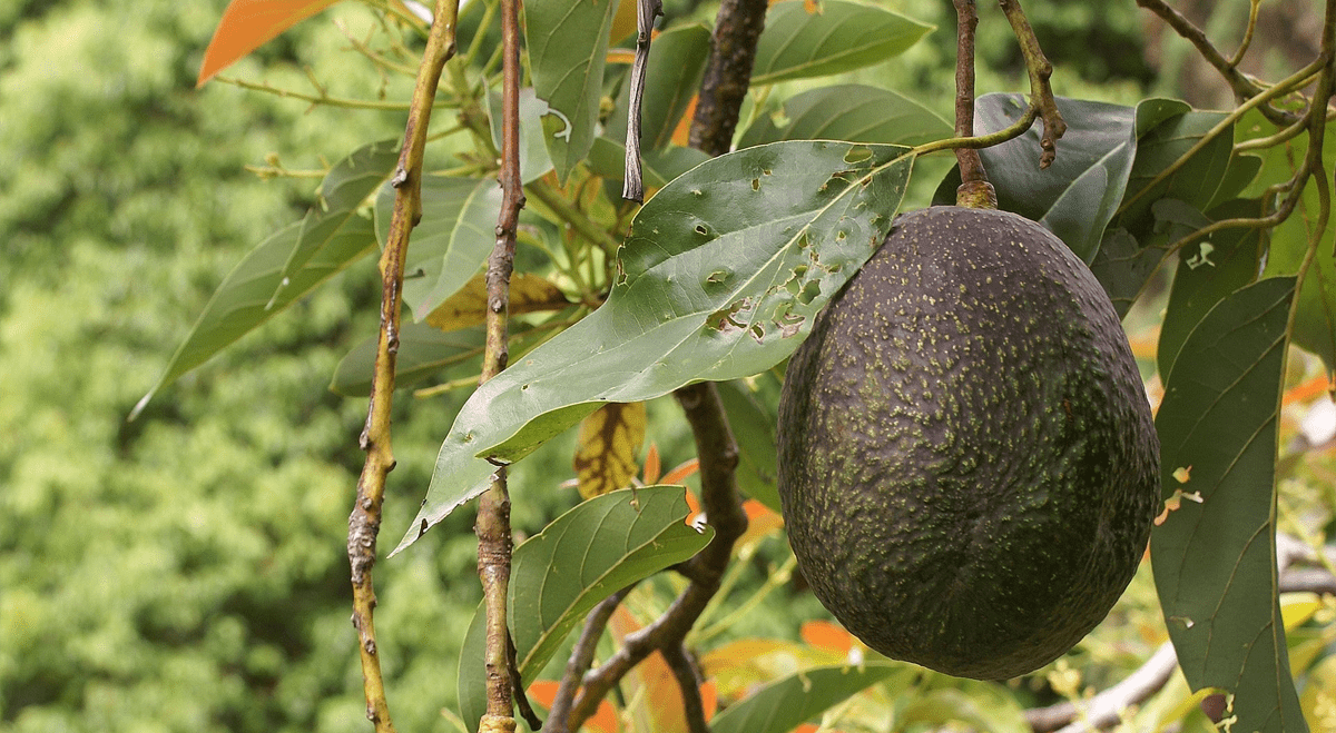 Mission Produce Shares Slide After Quarterly Results Miss Forecasts (AVO)