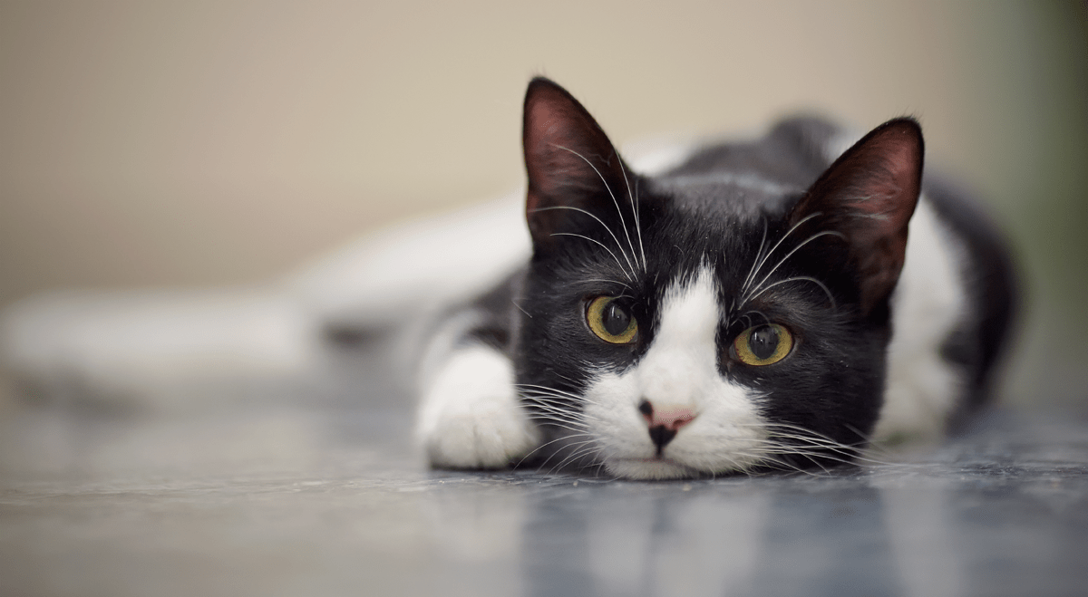 Petco Shares Rise After Q2 Earnings Exceed Estimates