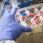 Fifty 1 Labs Outlines Planned U.S. Telehealth Peptide Services Platform