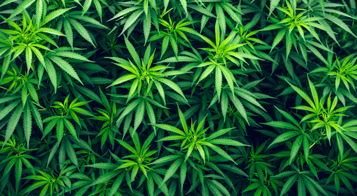 Canopy Growth Agrees UK Supply Deal for Four Medical Cannabis Strains