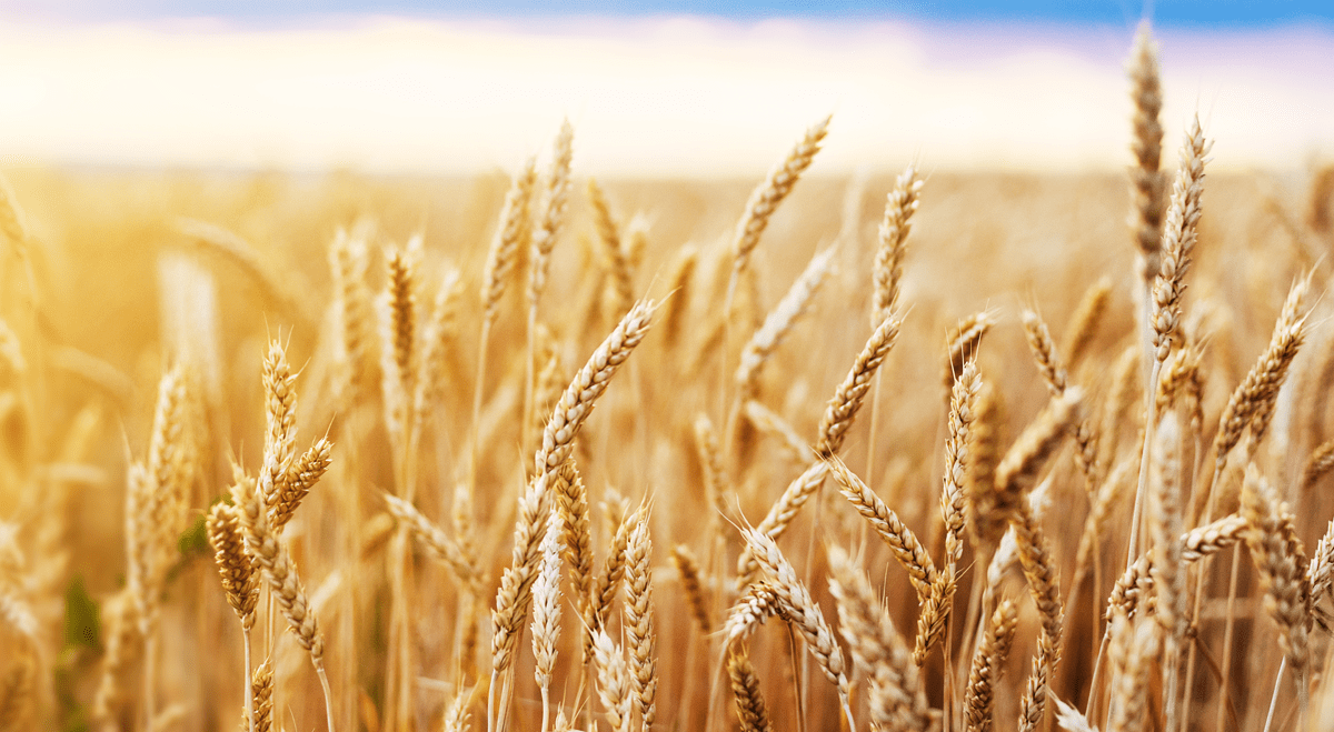 Citi Raises Corn, Soybean and Wheat Price Targets as El Niño Risks Intensify