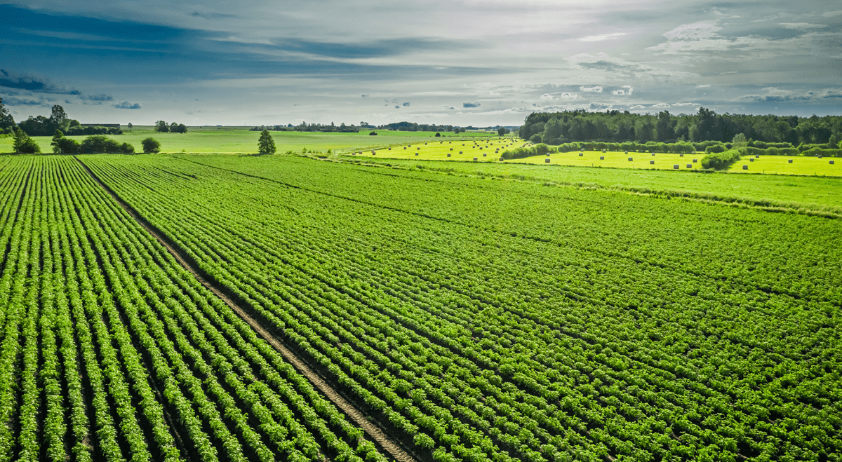 Medical Care Technologies Targets Agriculture Market With StrainScan Pro AI Vision Platform